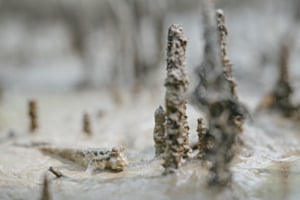 Fisch auf dem Trockenen Fisch auf dem Trockenen