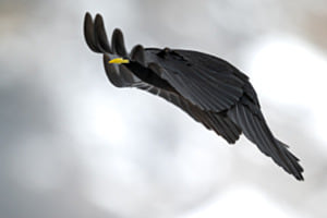 Im Flug