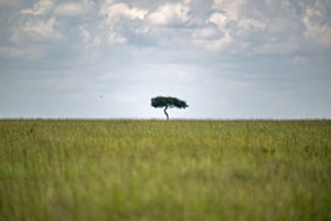 Baum Baum
