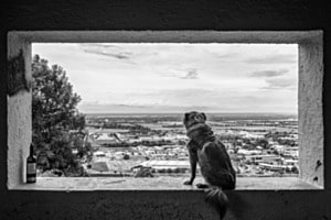 Fenster