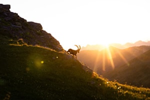 Steinbock im Sonnenaufgang Steinbock im Sonnenaufgang