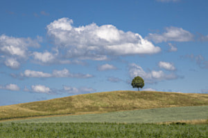 Solitär in der Landschaft