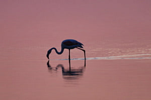 einsam: Flamingo bei Morgendämmerung
