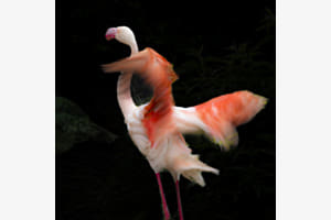 Flamingotanz Flamingotanz