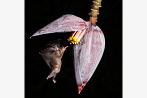 Fledermaus beim Naschen