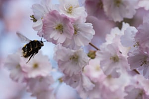Hummel im Blütenrausch