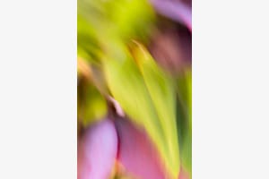 Flowers Flowers