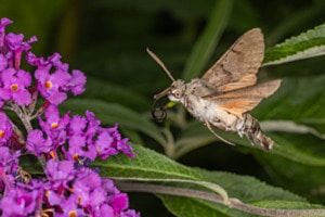 Flug