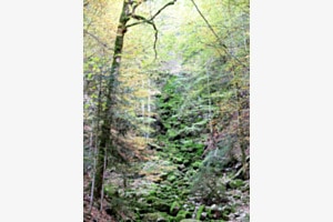 forêt de St Imier forêt de St Imier