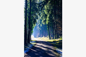 Waldspaziergang Waldspaziergang