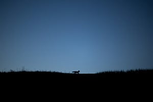 Fuchs Fuchs