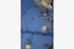 Zwischen Blumen und Mond Zwischen Blumen und Mond