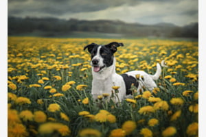 Frühling