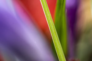 Frühlingsfarben