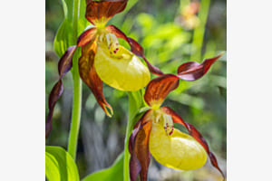 Orchideenpaar Orchideenpaar