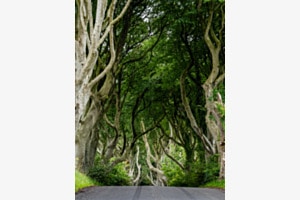 The Dark Hedge