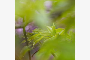 Im Garten