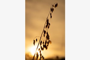 Im letzten Licht Im letzten Licht