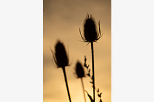 Drei im Abendlicht Drei im Abendlicht
