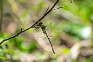 Ornithopter macht Pause