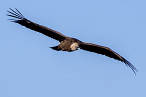 Gänsegeier