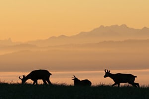 Gegenlicht: Gämsen im Solothurner Jura Gegenlicht: Gämsen im Solothurner Jura