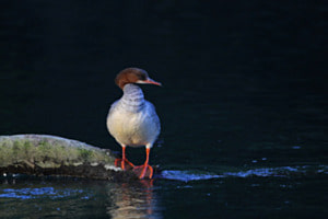 Licht und Schatten: Gänsesäger Weibchen Licht und Schatten: Gänsesäger Weibchen