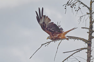 Flug