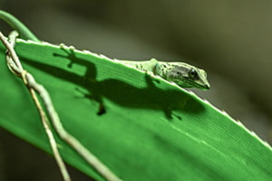 GEKO