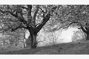 Geist-Baum