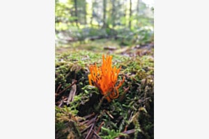 Geisterfeuer