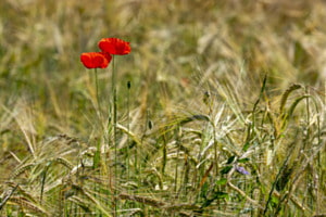 Gerstenfeld vor der Ernte