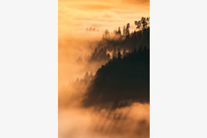 Golden Light Golden Light