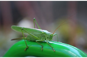 Grüner Freund