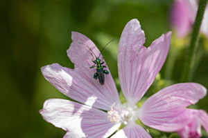 Oedemera Nobilis - Grüner Scheinbockkäfer