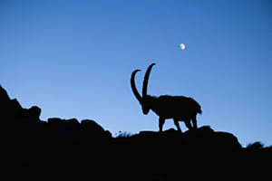 Ibex Ibex