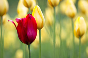 Grengjer Tulpen Grengjer Tulpen