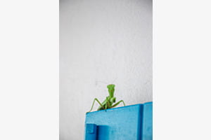 the green one