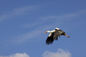 Storch im Anflug Storch im Anflug