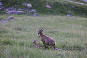 Steinbockmutter mit Jungem Steinbockmutter mit Jungem