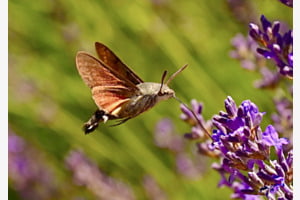 Insect Approaching