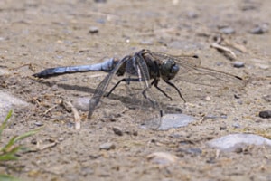 Segellibelle - Grosser Blaupfeil
