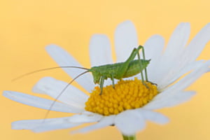 Margeritenblüte als Ruheplatz: Grünes Heupferd