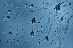 H2O