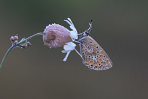 filigran: Hauhechel Bläuling filigran: Hauhechel Bläuling