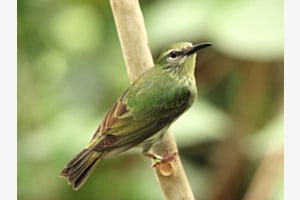 Besuch im Papiliorama