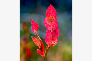 Herbstlich gekleidet