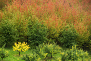 Herbst
