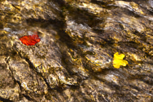 Herbst Herbst
