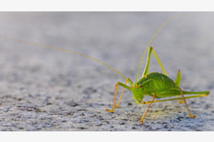 Sprungfreudiger Besuch